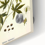 Vintage Botanical Illustration Art – Delphinium Staphysagria Wall Art