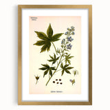 Vintage Botanical Illustration Art – Delphinium Staphysagria Wall Art