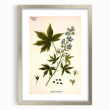 Vintage Botanical Illustration Art – Delphinium Staphysagria Wall Art