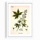 Vintage Botanical Illustration Art – Delphinium Staphysagria Wall Art