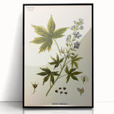 Vintage Botanical Illustration Art – Delphinium Staphysagria Wall Art