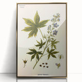 Vintage Botanical Illustration Art – Delphinium Staphysagria Wall Art