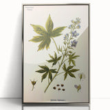 Vintage Botanical Illustration Art – Delphinium Staphysagria Wall Art