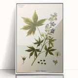 Vintage Botanical Illustration Art – Delphinium Staphysagria Wall Art