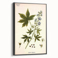 Vintage Botanical Illustration Art – Delphinium Staphysagria Wall Art