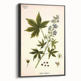 Vintage Botanical Illustration Art – Delphinium Staphysagria Wall Art