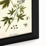 Vintage Botanical Illustration Art – Delphinium Staphysagria Wall Art