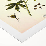 Vintage Botanical Illustration Art – Delphinium Staphysagria Wall Art