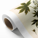 Vintage Botanical Illustration Art – Delphinium Staphysagria Wall Art