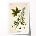 Vintage Botanical Illustration Art – Delphinium Staphysagria Wall Art