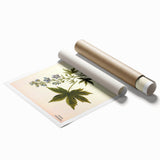 Vintage Botanical Illustration Art – Delphinium Staphysagria Wall Art