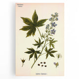 Vintage Botanical Illustration Art – Delphinium Staphysagria Wall Art