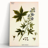 Vintage Botanical Illustration Art – Delphinium Staphysagria Wall Art