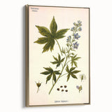 Vintage Botanical Illustration Art – Delphinium Staphysagria Wall Art