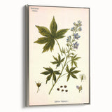 Vintage Botanical Illustration Art – Delphinium Staphysagria Wall Art