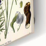 Vintage Botanical Illustration Art – Aconitum ferox Wallich Wall Art