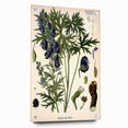 Vintage Botanical Illustration Art – Aconitum ferox Wallich Wall Art