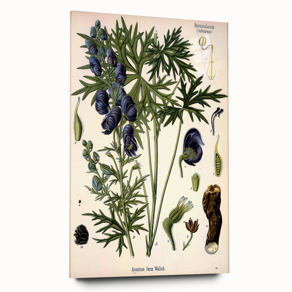 Vintage Botanical Illustration Art – Aconitum ferox Wallich Wall Art