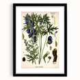 Vintage Botanical Illustration Art – Aconitum ferox Wallich Wall Art