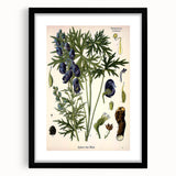 Vintage Botanical Illustration Art – Aconitum ferox Wallich Wall Art
