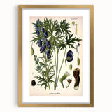 Vintage Botanical Illustration Art – Aconitum ferox Wallich Wall Art