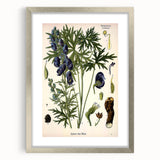 Vintage Botanical Illustration Art – Aconitum ferox Wallich Wall Art