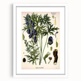 Vintage Botanical Illustration Art – Aconitum ferox Wallich Wall Art