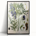 Vintage Botanical Illustration Art – Aconitum ferox Wallich Wall Art
