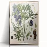 Vintage Botanical Illustration Art – Aconitum ferox Wallich Wall Art