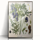 Vintage Botanical Illustration Art – Aconitum ferox Wallich Wall Art