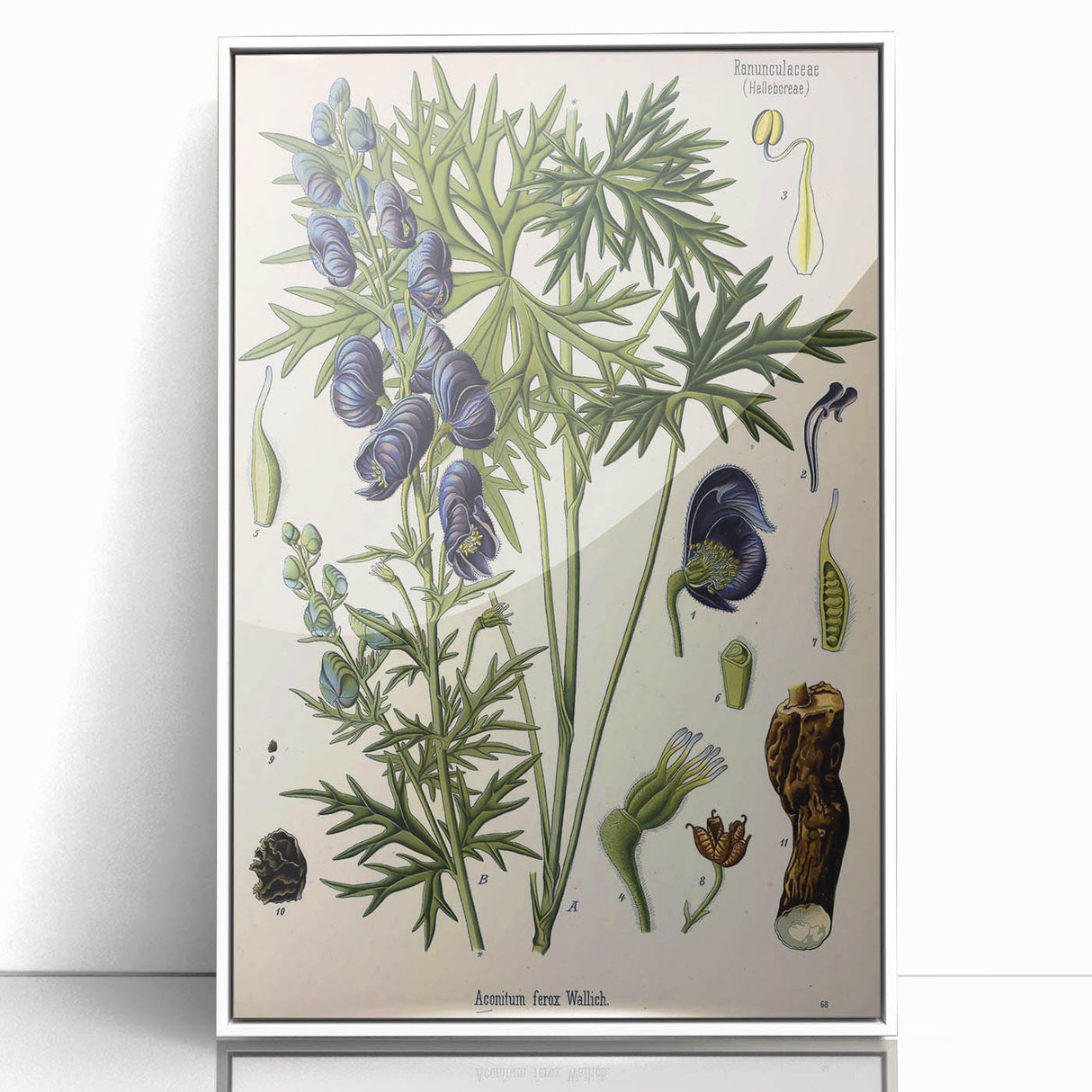 Vintage Botanical Illustration Art – Aconitum ferox Wallich Wall Art