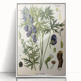 Vintage Botanical Illustration Art – Aconitum ferox Wallich Wall Art