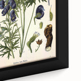 Vintage Botanical Illustration Art – Aconitum ferox Wallich Wall Art