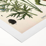 Vintage Botanical Illustration Art – Aconitum ferox Wallich Wall Art