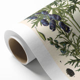 Vintage Botanical Illustration Art – Aconitum ferox Wallich Wall Art