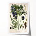 Vintage Botanical Illustration Art – Aconitum ferox Wallich Wall Art