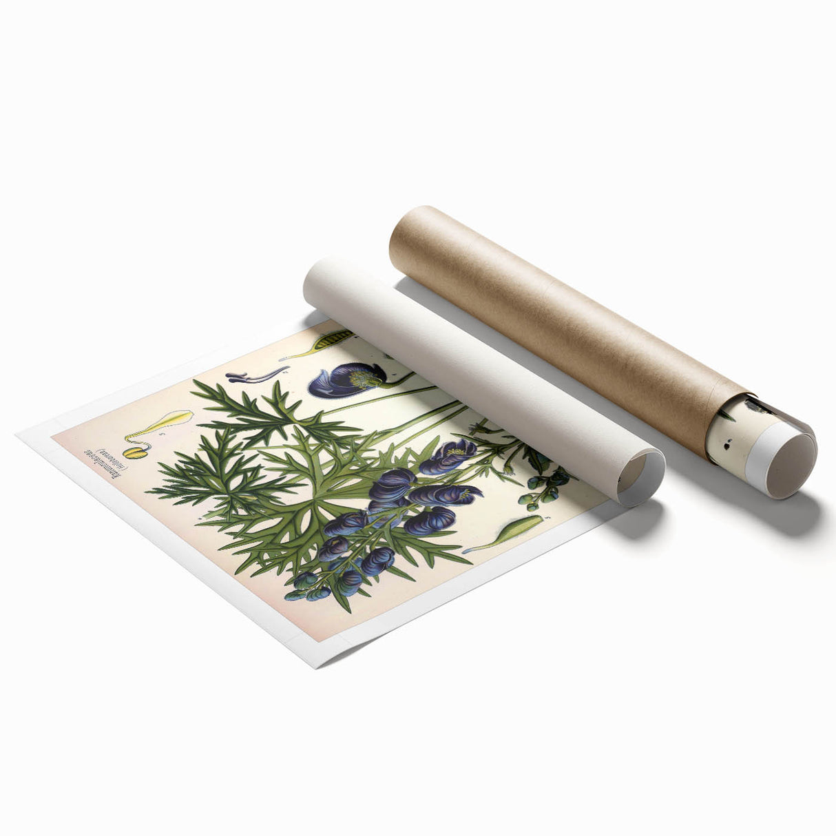 Vintage Botanical Illustration Art – Aconitum ferox Wallich Wall Art