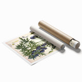 Vintage Botanical Illustration Art – Aconitum ferox Wallich Wall Art