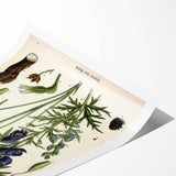 Vintage Botanical Illustration Art – Aconitum ferox Wallich Wall Art