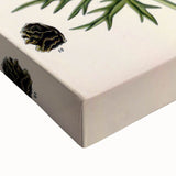 Vintage Botanical Illustration Art – Aconitum ferox Wallich Wall Art