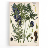 Vintage Botanical Illustration Art – Aconitum ferox Wallich Wall Art