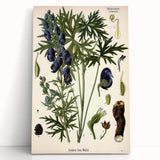 Vintage Botanical Illustration Art – Aconitum ferox Wallich Wall Art