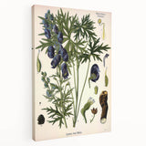 Vintage Botanical Illustration Art – Aconitum ferox Wallich Wall Art