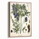Vintage Botanical Illustration Art – Aconitum ferox Wallich Wall Art