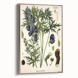 Vintage Botanical Illustration Art – Aconitum ferox Wallich Wall Art