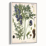 Vintage Botanical Illustration Art – Aconitum ferox Wallich Wall Art