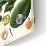 Vintage Botanical Illustration Art – Betula lenta Wall Art