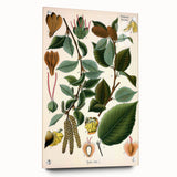 Vintage Botanical Illustration Art – Betula lenta Wall Art