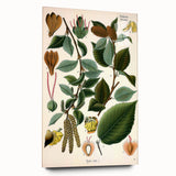 Vintage Botanical Illustration Art – Betula lenta Wall Art