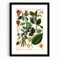 Vintage Botanical Illustration Art – Betula lenta Wall Art